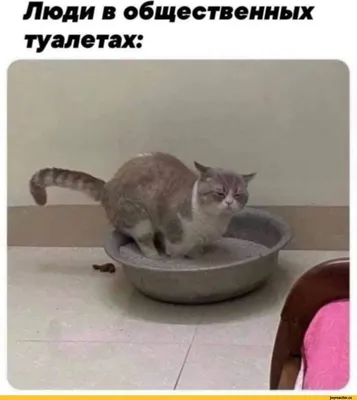 Угарные коты😹 (@shreck) в Yappy | «Ржачные животные🤣😂»