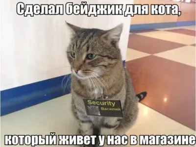 мем#юмор#смешно#ржака#прикол#рекомендации ᐈ мем (@memchic) | Yappy