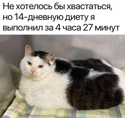 Наклейка на авто Прикольный смешной ржачный кот cat - купить по выгодным  ценам в интернет-магазине OZON (709322708)