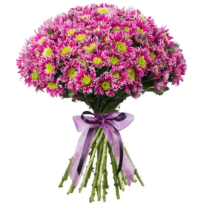 Хризантема кустовая фиолетовая в Юрьев-Польском - Купить с доставкой от 200  руб. | Интернет-магазин «Люблю цветы»