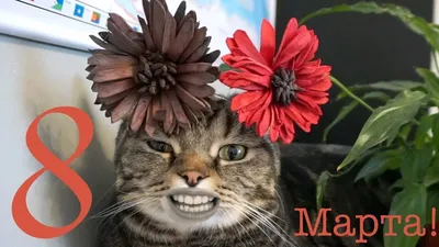 ГОВОРЯЩИЙ КОТ поздравляет с 8 Марта; TALKING CAT is wishing a happy Women's  Day — Видео | ВКонтакте