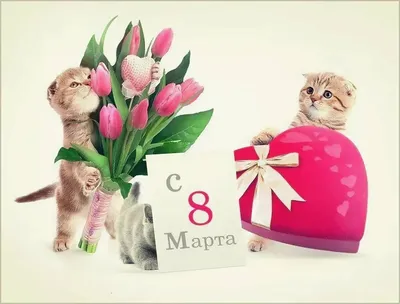 КОТЫ и ЦВЕТЫ к 8 МАРТА. По страницам котоальманаха "Коты через века".