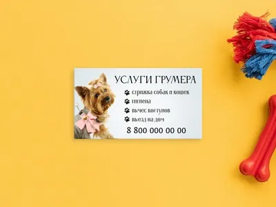 Кот 8 марта: сюрпризы от лучшего друга - Кот, пёс и я