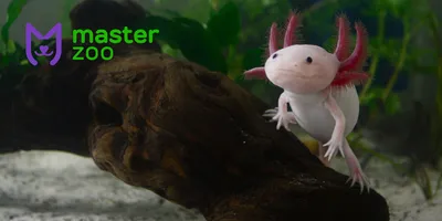 Аксолотль 🦎 (Axolotl, Ambystoma mexicanum): содержание, виды ,  совместимость, размножение, фото-видео обзор - 