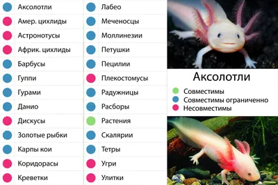 Аксолотль — описание, содержание с фото и видео | Pet7