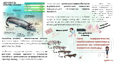 Аксолотль и амбистома –  БИОЛОГИЯ ЕГЭ| Елена Шишловская