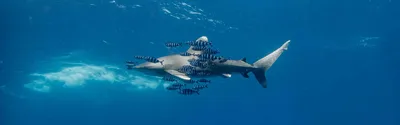 История акул - от первых представителей до большой белой