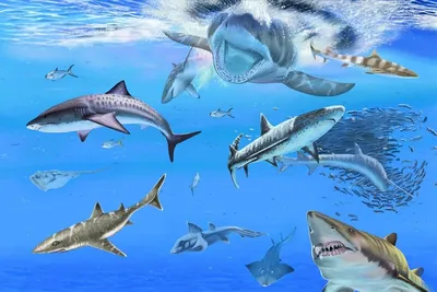 Подмосковье акулами славится! Часть 1 | Paleo-end-arthropods  (Доисторическая фауна и членистоногие) | Дзен