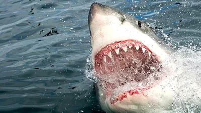 Рыбы используют живых акул как средство ухода за телом