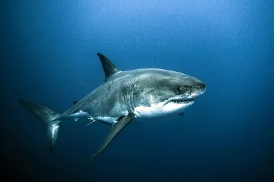 Где и как можно поплавать с белой акулой? / Путешествия и туризм / iXBT Live