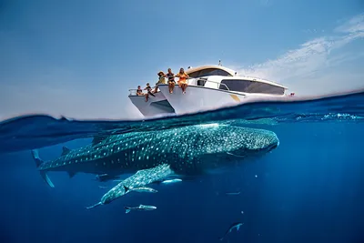 Катар: Новинка! Уникальная экскурсия "Знакомство с китовыми акулами Катара"