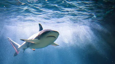 Шоу с акулами в Океанариуме в Санкт-Петербурге - история с описанием и фото