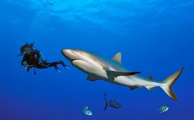 Эксперты рассказали, как избежать встречи с акулой — РБК