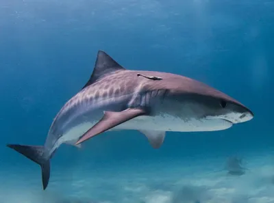 Дайвинг с акулами - правила и предостережения