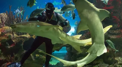 Шоу с акулами в Океанариуме в Санкт-Петербурге - история с описанием и фото