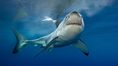 Плавание с белыми акулами | IRADIMA Travel Team | Дзен