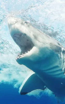 Снорклинг с китовыми акулами в Мексике | Дайвинг в Мексике