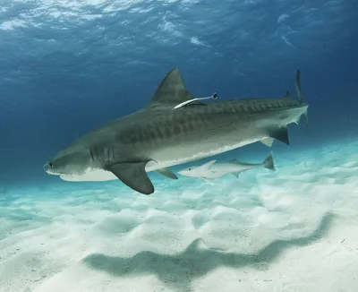 Египет начнет следить за акулами в Красном море