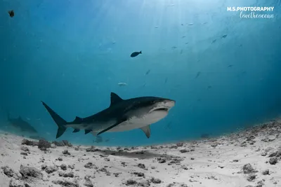 Поплавать с акулами и чуть не умереть от счастья!Мир создан для путешествий