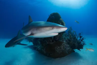 Власти Египта установят спутниковые датчики для слежки за акулами в  туристических зонах - Turist
