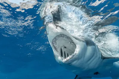 В США дайверы потерялись и провели с акулами более 12 часов - Газета.Ru |  Новости