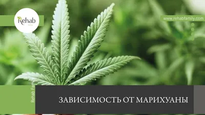 За гранью реальности: что чувствует человек под действием марихуаны - 24  Канал