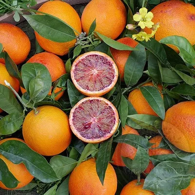 Цитрусовое дерби. Что полезнее: мандарины или апельсины? | Правильное  питание | Здоровье | Аргументы и Факты