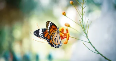 Что значит ощущение бабочек в животе: объясняем простыми словами - Здоровье  
