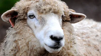 Чистокровные европейские овцы составят конкуренцию местным баранам -  , Sputnik Азербайджан