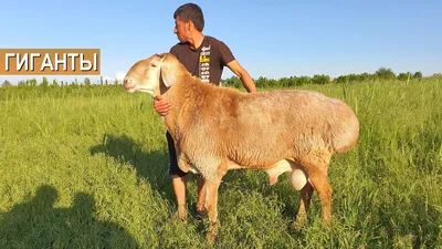 В Новониколаевском районе задержали грузовик с нелегальными баранами