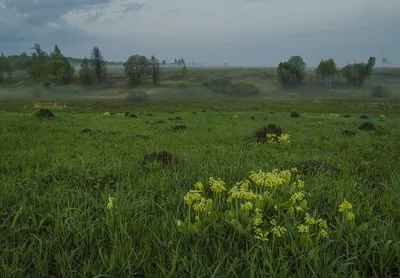 Барашки на Байкале