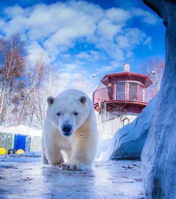 Выживут ли белые медведи в Арктике после изменения климата - Российская  газета