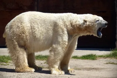 Душераздирающее видео с умирающим от голода белым медведем заставило людей  плакать