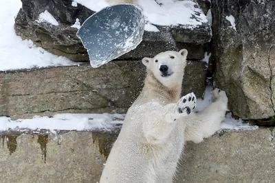 Ученые подтвердили необычный способ охоты у белых медведей - Газета.Ru