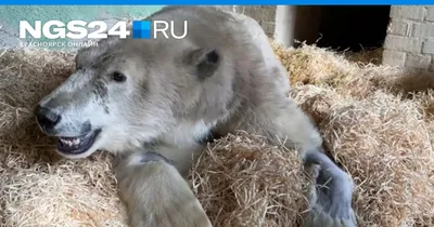 Встреча с белым медведем - ЯПлакалъ