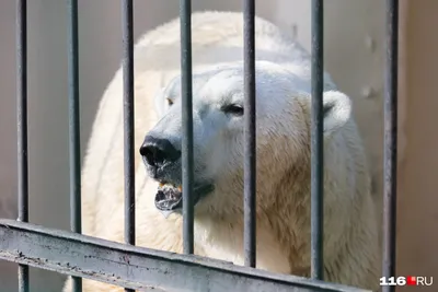 Белый медведь (Ursus maritimus) — Зоопарк «Лимпопо» г. Нижний Новгород –  Нижегородский зоопарк