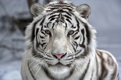 🐯 белый тигр с красными глазами, …» — создано в Шедевруме