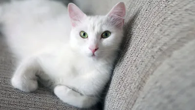 10 забавных фактов о белых кошках
