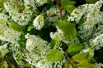 Букет «Иоланта» с белыми сезонными цветами, от 8320 руб.