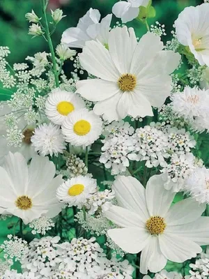 Кустарники, которые цветут белыми цветами: названия и фото красивых  растений | 