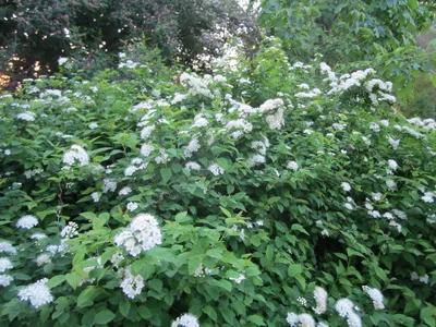 Спирея - майский кустарник с белыми цветами
