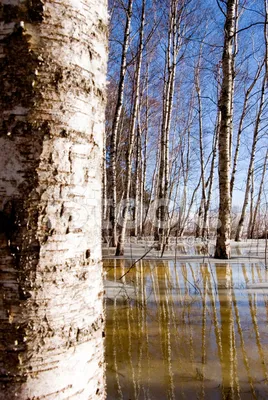 Оформление музыкального зала к праздникам березами из лент (3 фото).  Воспитателям детских садов, школьным учителям и педагогам - Маам.ру