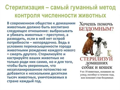 Только от жизни собачьей? Почему бездомные животные кусают воронежцев