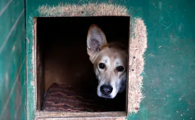 Госдума утвердила поправки в закон об обращении с бездомными животными -  РИА Новости Крым, 