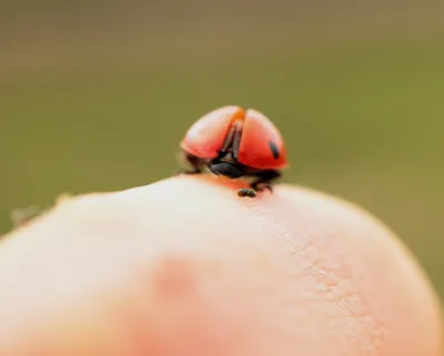 Ladybug. Божья коровка. PNG. | Божьи коровки, Вечеринка в стиле божьей  коровки, Рождественские изображения