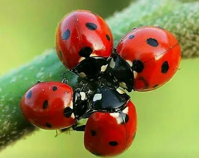 Лакомство для божьей коровки / Delicacy for ladybug | Flickr