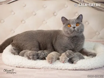 Голубые британские котята, Помёт - "Л" - 8 Июля 2023 - Питомник GALA-CAT