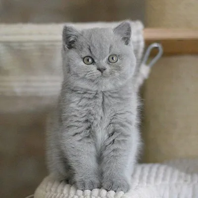 Сухой корм Royal Canin British Shorthair Kitten для британских  короткошерстных котят, 10кг - Корма для собак