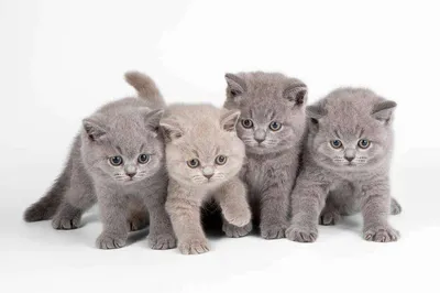 Голубые британские котята (Litter-A3) - 7 Апреля 2022 - Питомник GALA-CAT