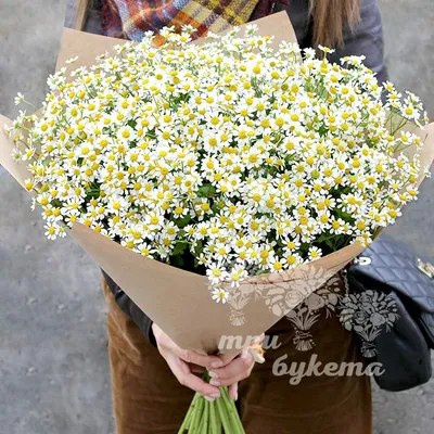 Букет ромашек цветы с доставкой в Ижевске - RalinFlowers